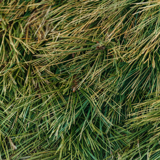 grass-texture.png
