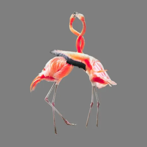 flamingo_p.webp