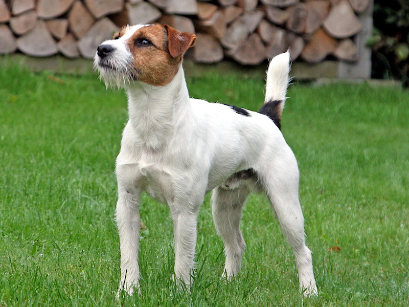 Brooks_Chase_Ranger_of_Jolly_Dogs_Jack_Russell.jpg