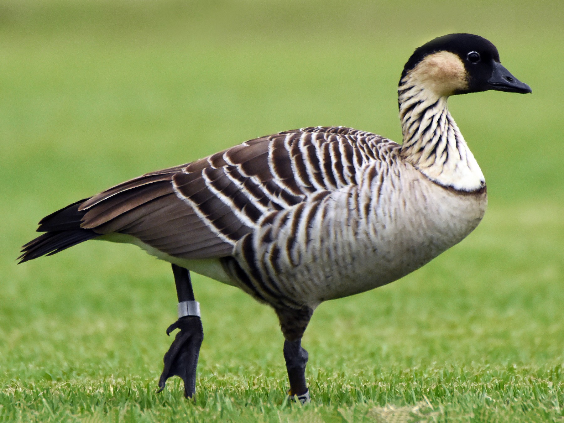 Hawaiian Goose.jpg