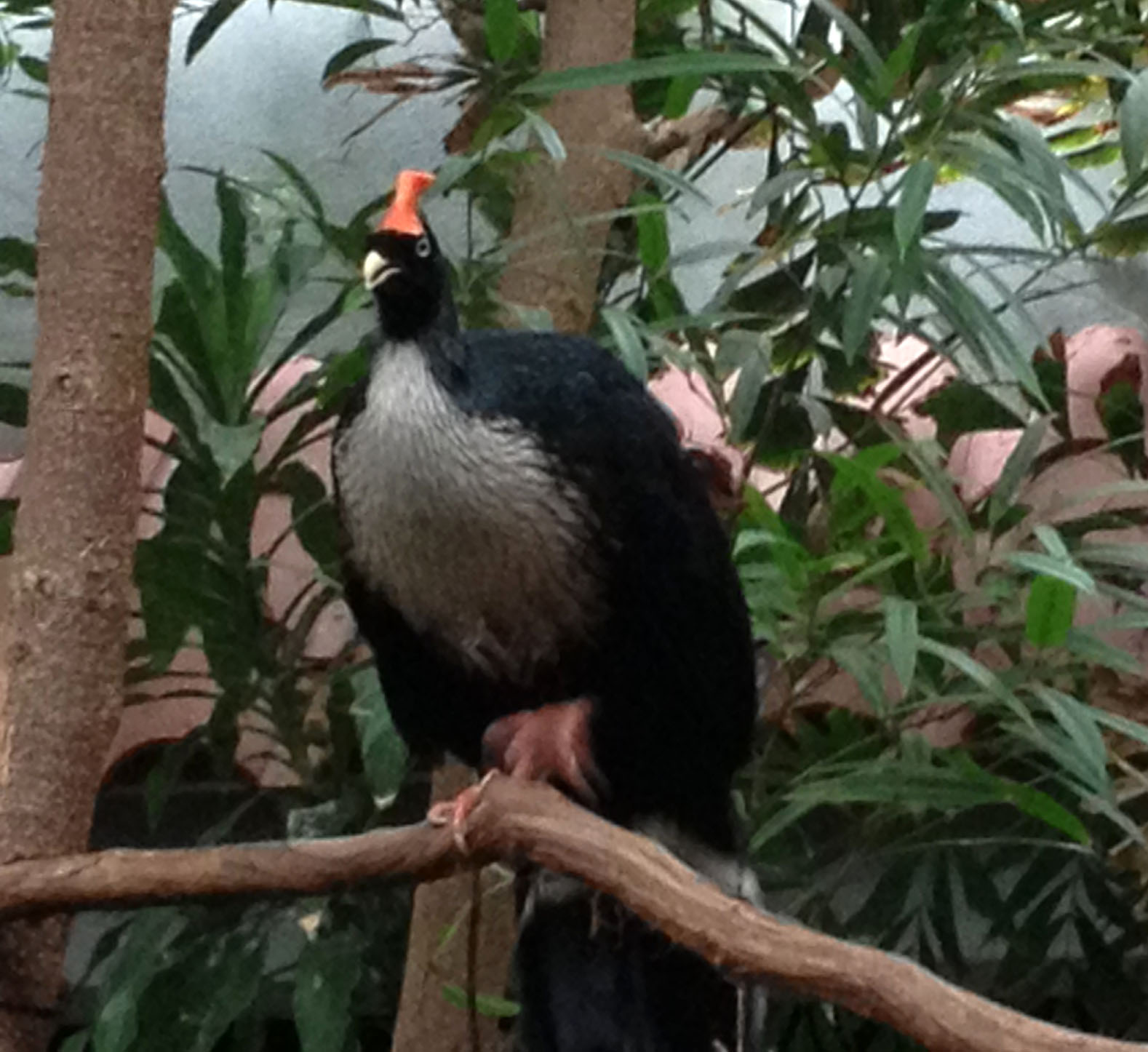 Horned Guan.jpg