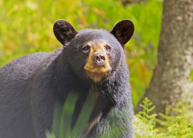 black-bear.jpg