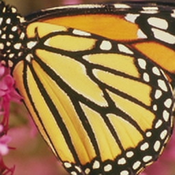 butterflyx2psnr_31.24503497881447_ssim_0.9538230755359453.png