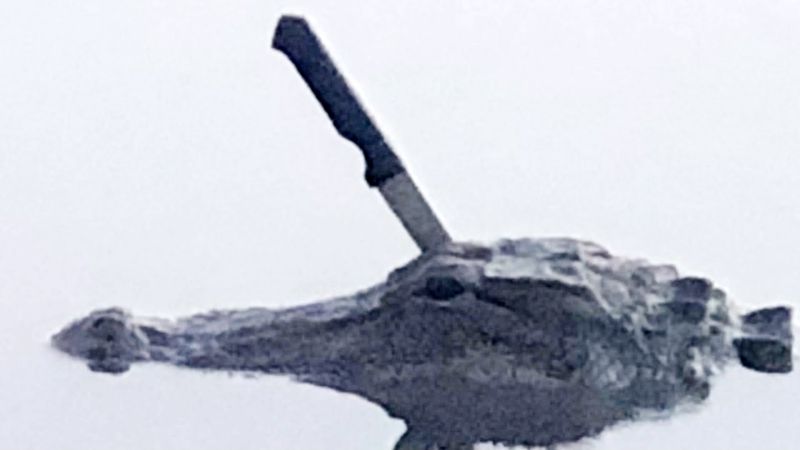 alligator knife head.jpg