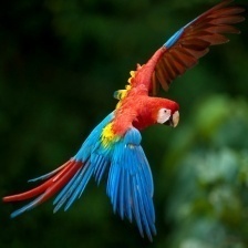 scalert macaw.jpg