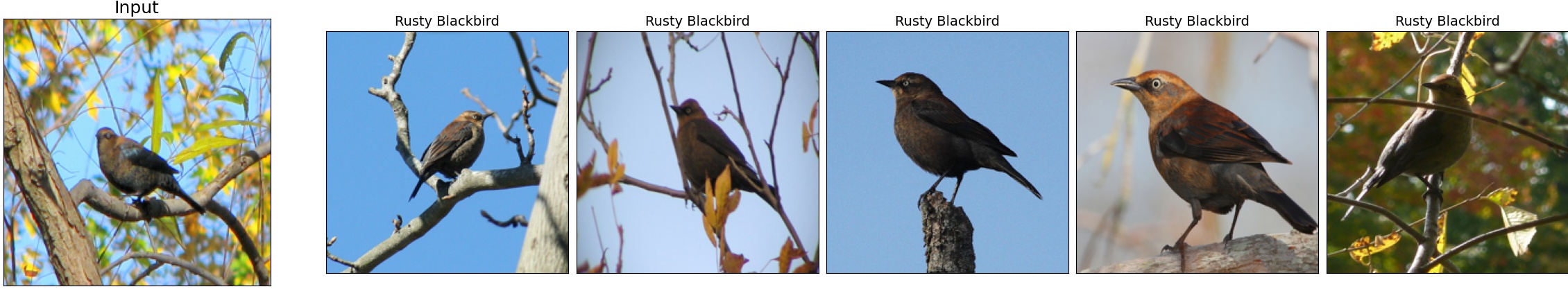 011.Rusty_Blackbird_19_3.jpeg