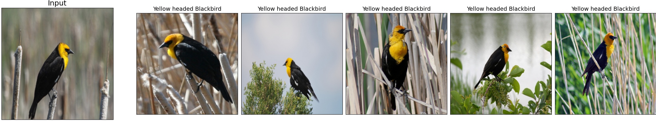 012.Yellow_headed_Blackbird_7_0.jpeg