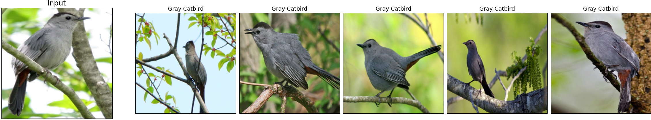 019.Gray_Catbird_28_3.jpeg