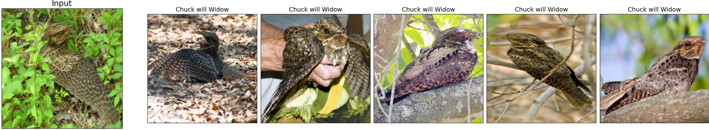 022.Chuck_will_Widow_19_6.jpeg