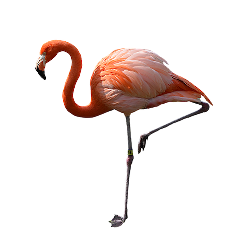 flamingo.png