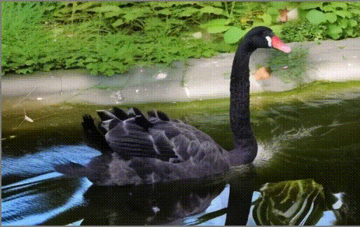 blackswan.gif