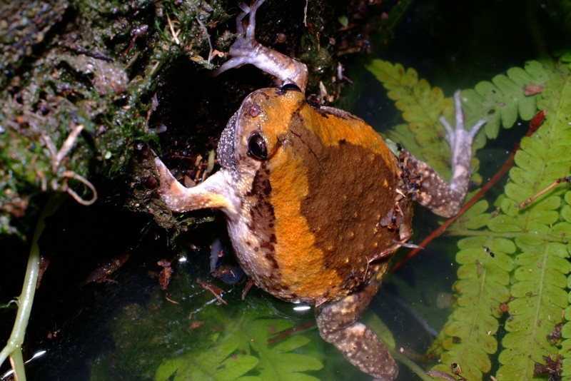 Malaysian_narrow_mouthed_toad.jpg