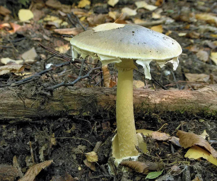 Death-cap-mushroom.jpg