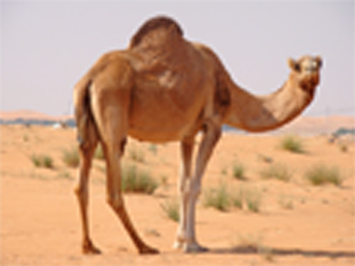 camel.jpeg