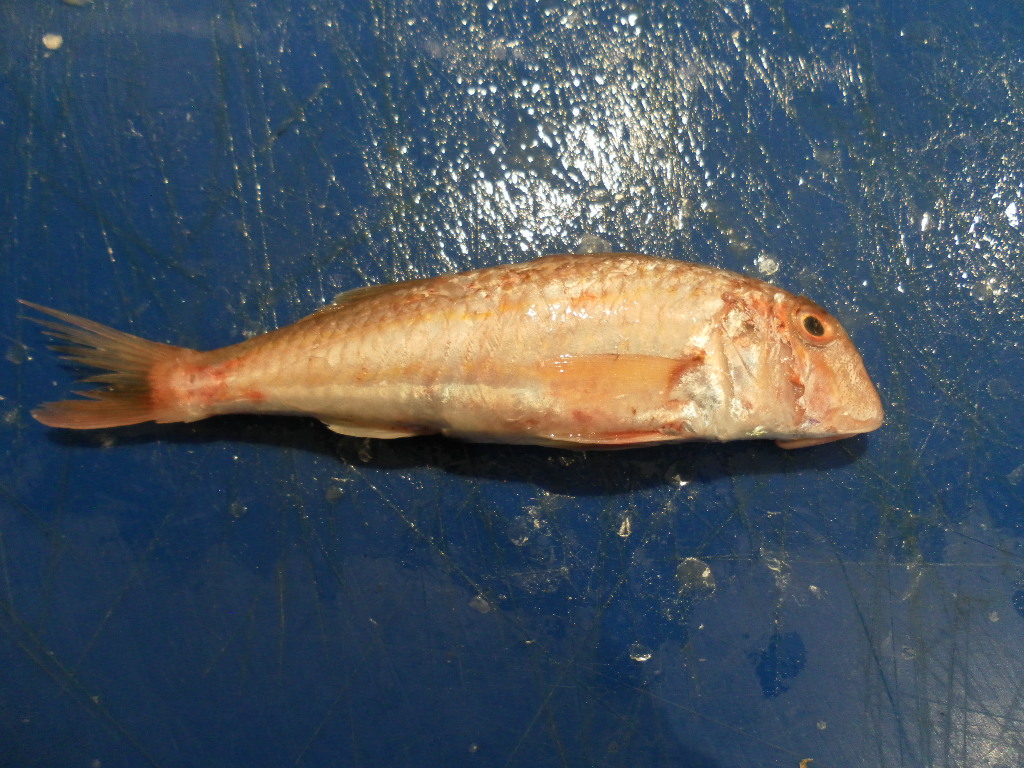 Striped_Red_Mullet.png