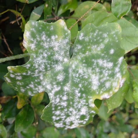 leaf Powdery Mildew