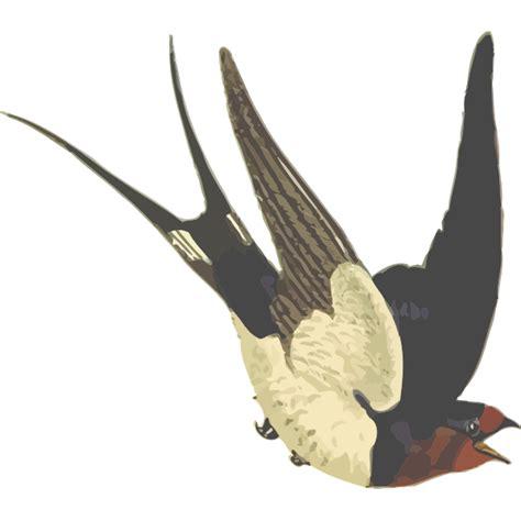 paradise flycatcher flying