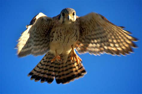 sparrowhawk_flying.jpg