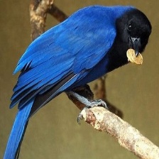 azure jay.jpg