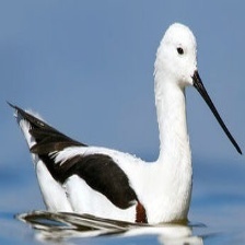 banded stilt.jpg