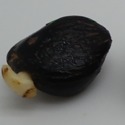 Bad_oil_palm_seed.png